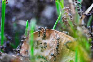 ants on plants