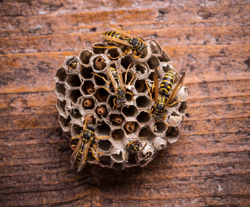 wasps in comb